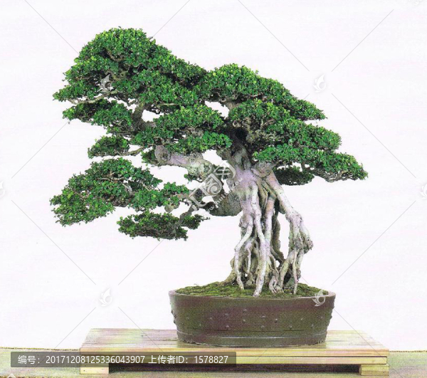 盆景0030榕樹(shù)盆景