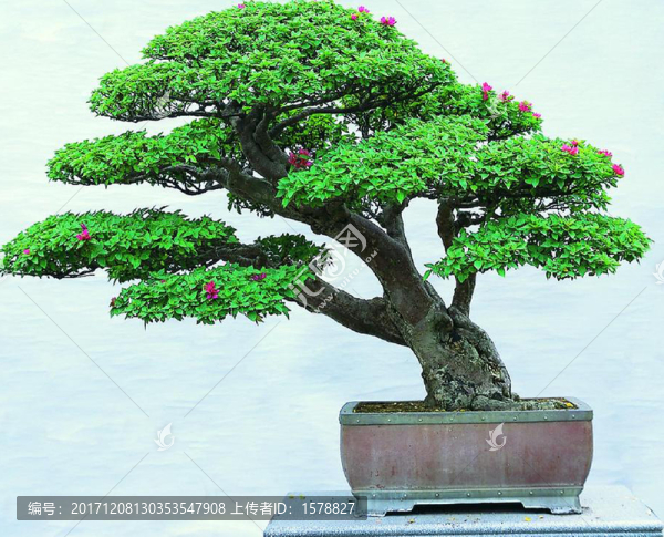 盆景0035三角梅