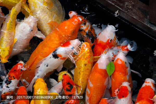 魚群