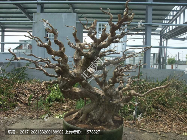 盆景0053三角梅盆景