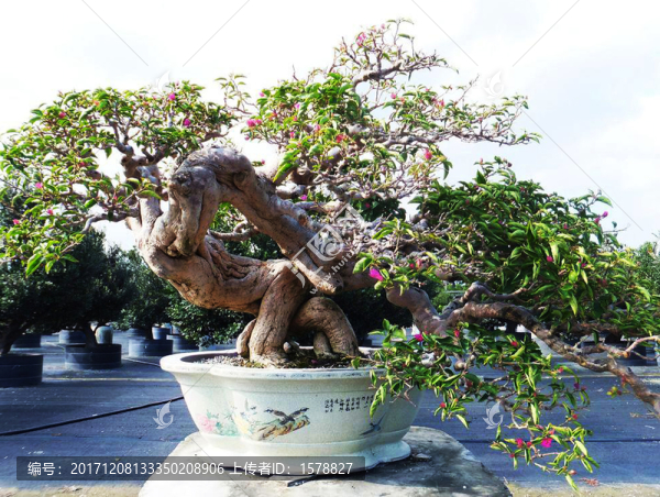 盆景三角梅