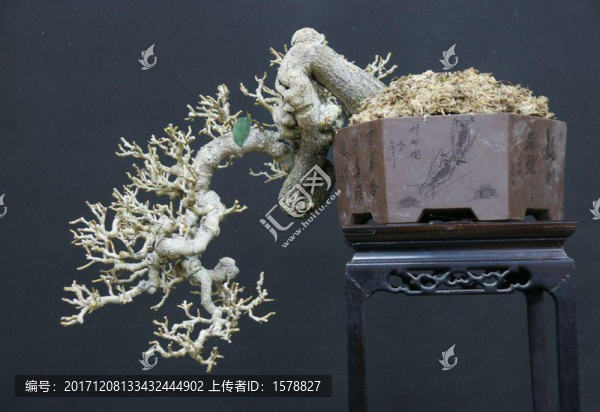盆景0066懸崖式盆景