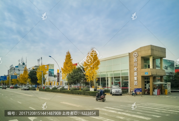 道路兩旁金黃色的銀杏樹