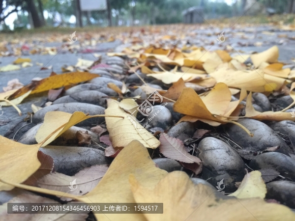 落葉