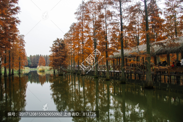 池杉林湖光倒影
