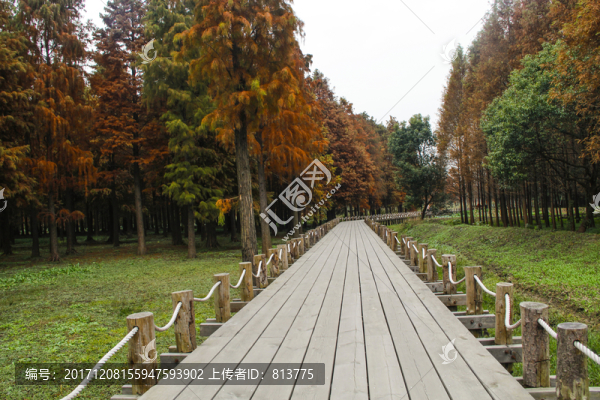 池杉濕地棧道