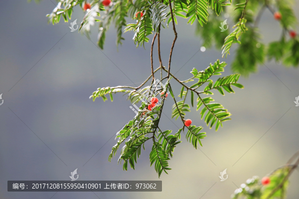 紅豆杉,果,枝