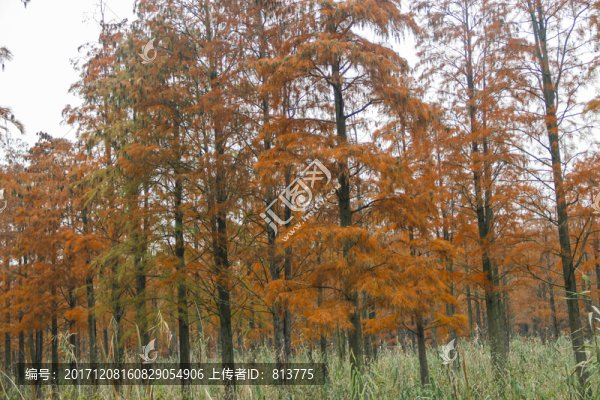 紅色池杉林