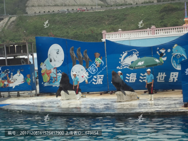 動物表演