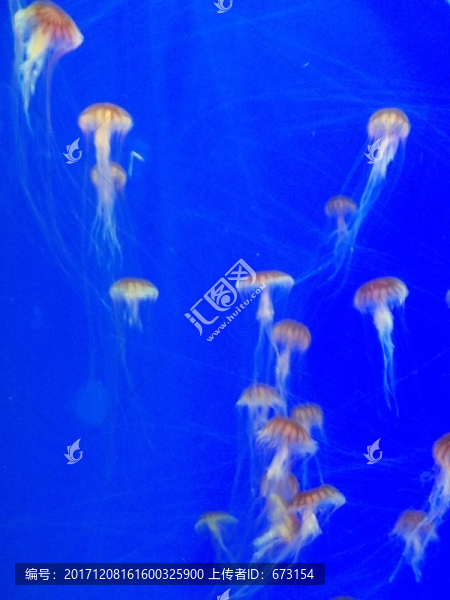 水母