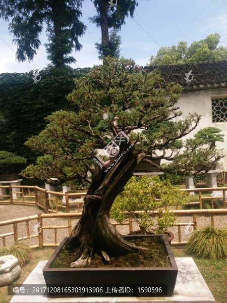 盆景