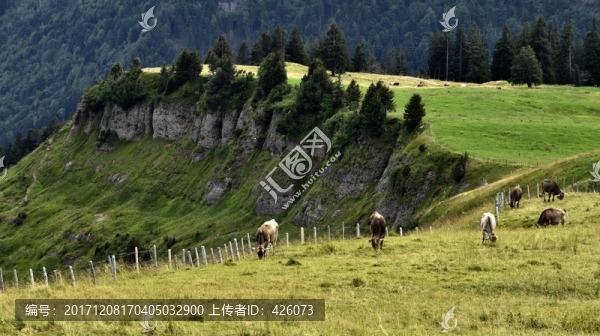 高山牧場