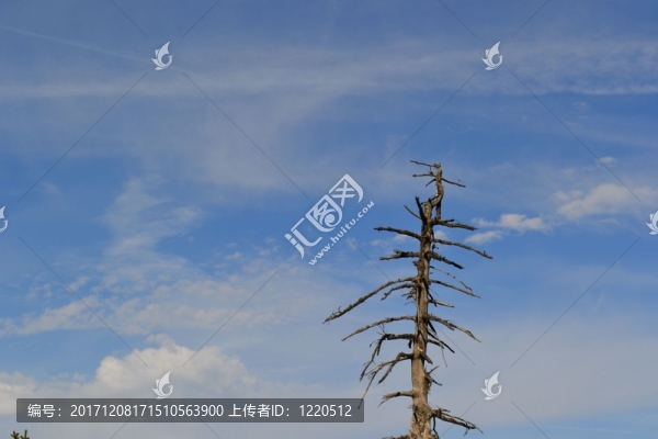 樹