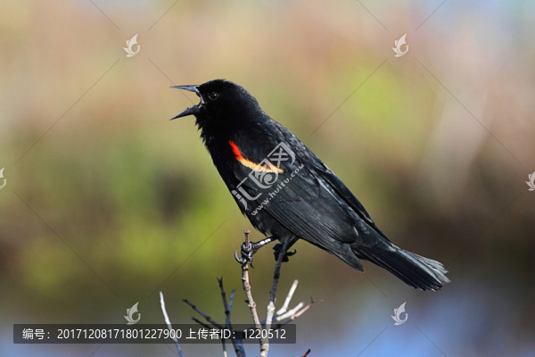 鳥(niǎo)