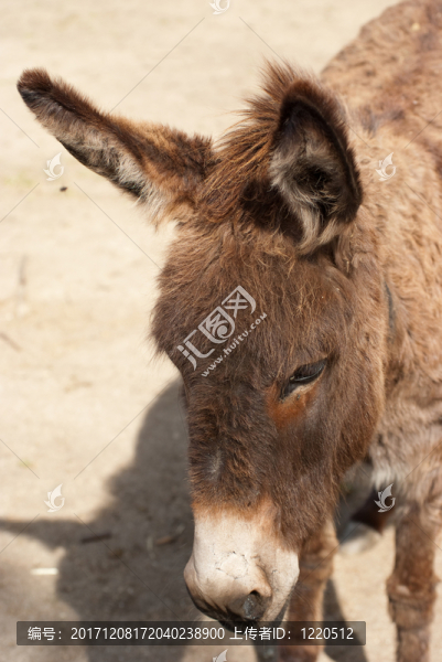 動物