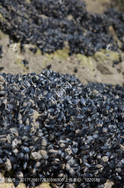 軟體動(dòng)物-匯圖網(wǎng) www.fosd68.com 軟體動(dòng)物