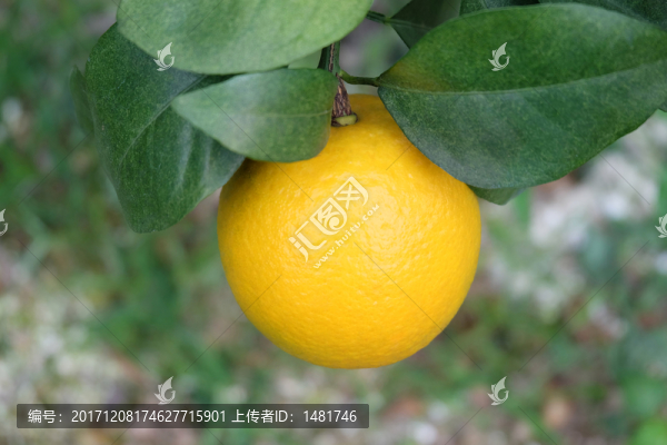 紅江橙