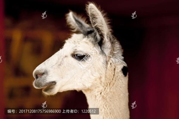 羊駝，駱馬科玉米餅
