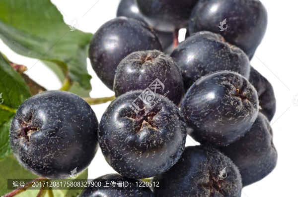 aronia漿果