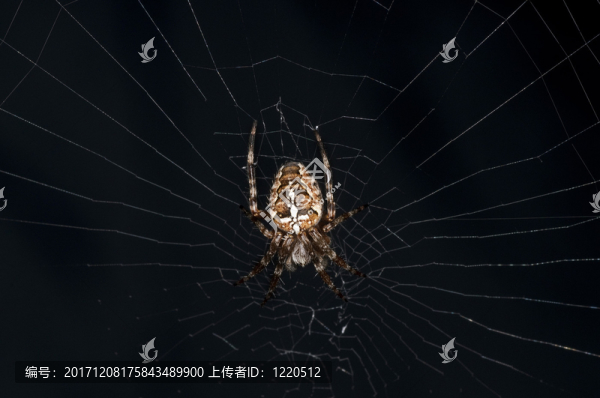蜘蛛，araneus,diadematus