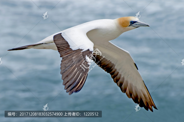 鳥