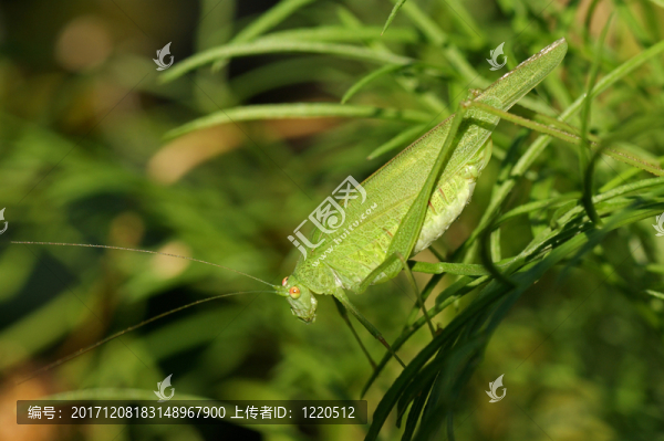 phaneroptera,falcata