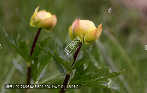 高山植物群