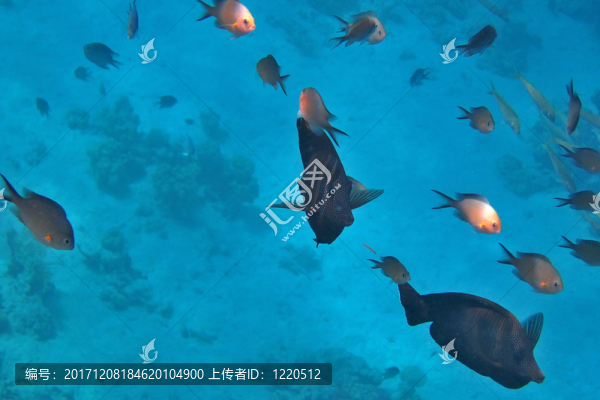 在紅海的魚