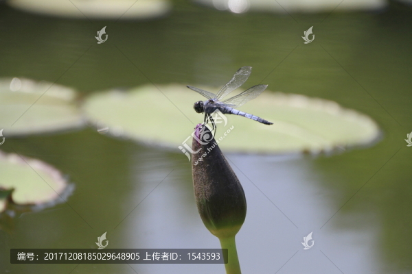 早有蜻蜓立上頭
