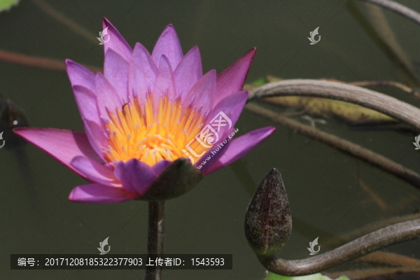 睡蓮