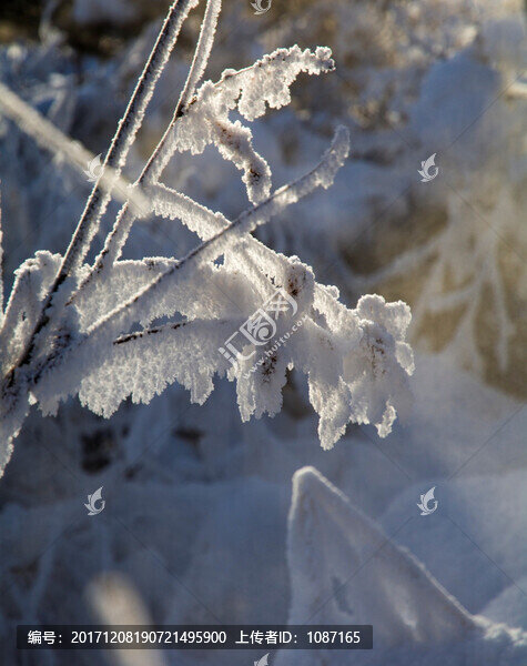 玉樹雪松