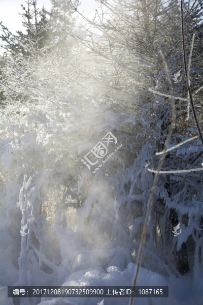 玉樹雪松