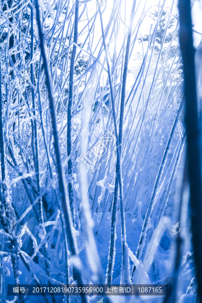 玉樹雪松