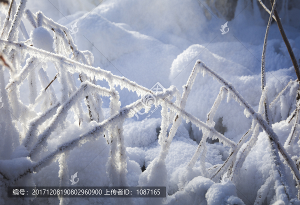 玉樹雪松