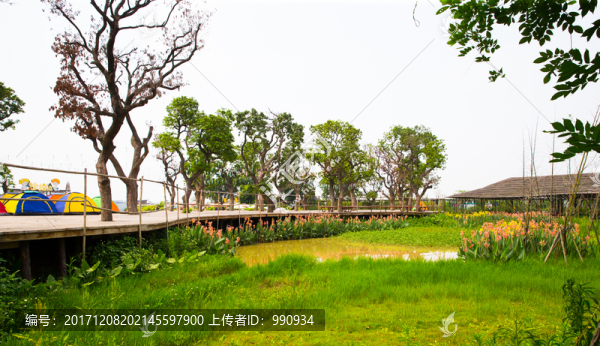 草叢,濕地,花藝