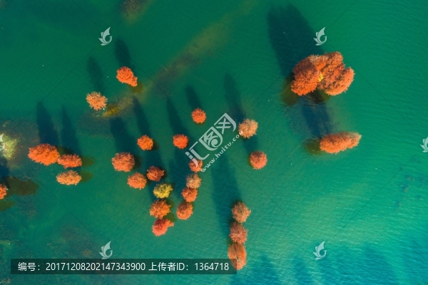 余姚四明湖紅杉林