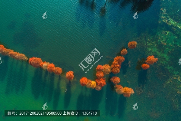 余姚四明湖紅杉林