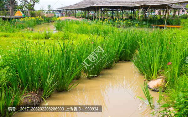 草叢,濕地,花藝