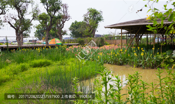 草叢,濕地,花藝