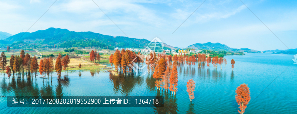 余姚四明湖紅杉林
