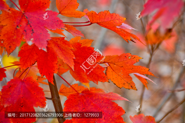 紅葉