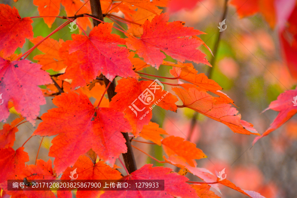 紅葉