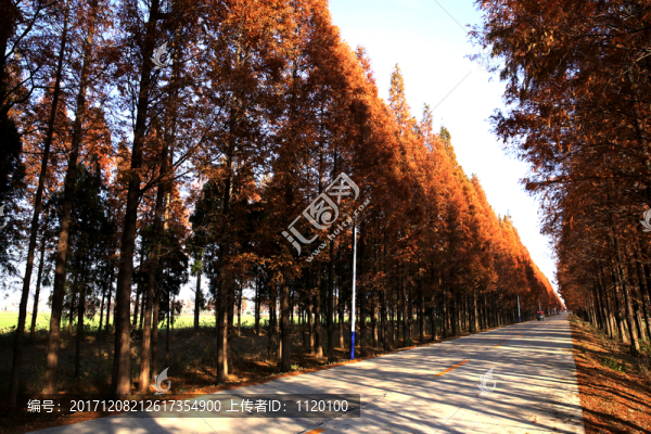 冬天路邊甕樹木