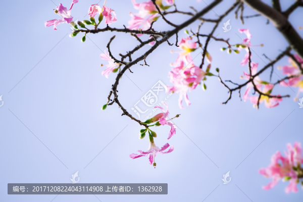 美麗異木棉