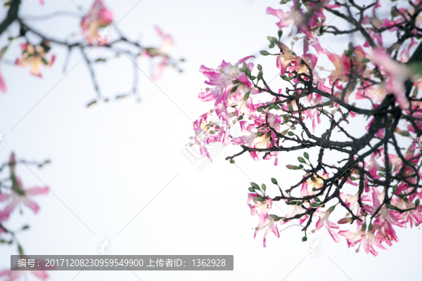 美麗異木棉