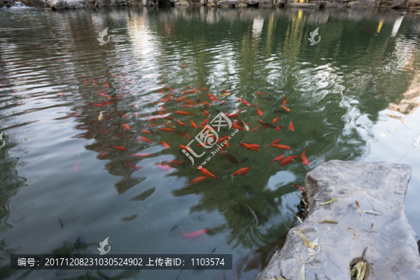 冬日趵突泉