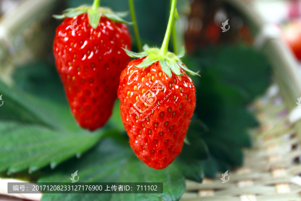 草莓
