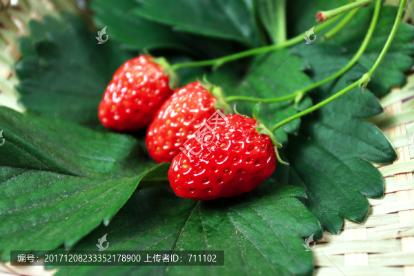 草莓