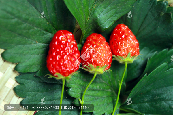 草莓