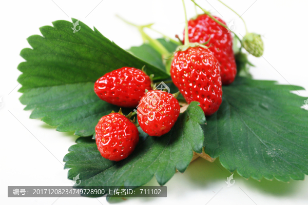 草莓